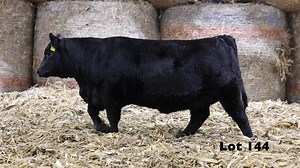 Lot 144: Voss Angus - Annual Angus Bull & Female Sale