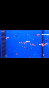 Guppies Lovers 🫶🐟 ✅️Black Moscow Guppies ✅️Red Flamingo Guppies ✅️Koi Tuxedo Guppies ✅️Mosiac Dumbo Ear Guppies All available at Tropical Aquatics 🔥 Today we are open till 19:00pm | Tropical Aquatics