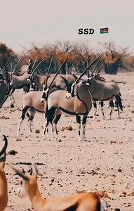 317K views · 4.4K reactions | South Sudan Wildlife  | Yen La Abyei | Facebook