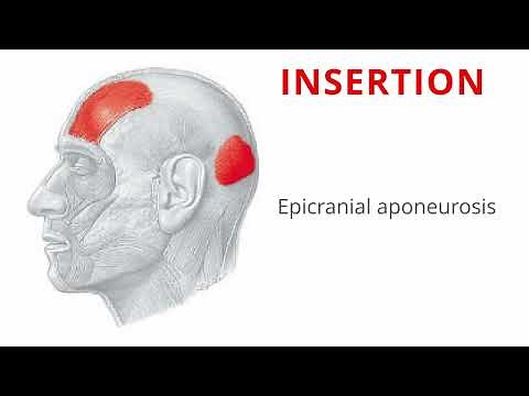 #1 Occipitofrontalis | Human Muscles | Anatomy
