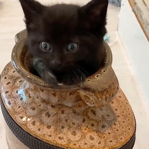 Do you believe in magic? | The Pet Collective