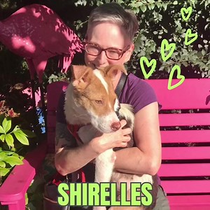 4.8K views · 418 reactions | These great pups got adopted last week! 殺 make an appointment to find your new furry family member! | Saving Grace NC | Facebook