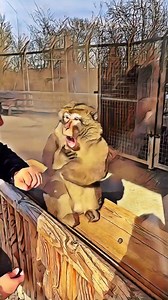 69K views · 5.1K reactions | Le magie di ROBBERTO  * ROBBERTO COMPILATION su YouTube!  * * #ziojohnny #doppiagginsani #doppiaggio #animali #roma #romano #scimmia | Zio Johnny - Vincenzo Lauria | Facebook