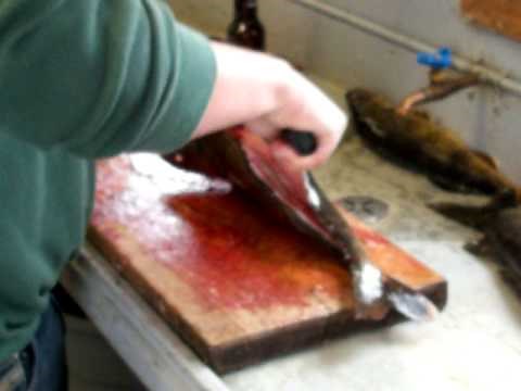 How to properly fillet a walleye