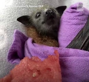 36K views · 132 reactions | This hungry flying fox is so cute!  Thanks to Bat Conservation & Rescue QLD for the footage. | Yahoo Australia | Facebook
