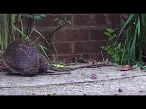 Hedgehog coughing