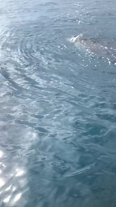First time naka sa lubong ng Malaking Butanding dito sa Catmon Cebu | Tips,Me,You