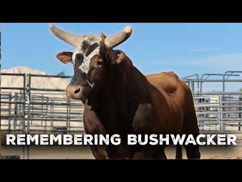 Remembering Bushwacker: The Greatest Bucking Bull of All Time