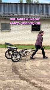 Ponyauszeit: Kutsche fahren mit unseren Minishettys