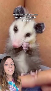 309K views · 30K reactions | Shiny the opossum was found alone, injured, and barely moving.  But thanks to daily physical therapy, and a whole lot of heart, she’s now thriving.  And her wild opossum friends still visit her.  buttahmeupp (IG) / the_real_buttahmeupp (TT) #RescueStory #opossum #animals #goodnews | That Good News Girl | Facebook