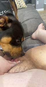 Dog licks fat cunt