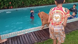 Even our four-legged friends at Sunrise love a swim. | Sunrise Cambodia