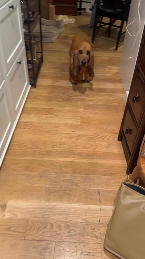 #wrinklydog #bassethound #funnydog #dogtreats #carrots | poppy