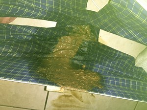 I had bad diarrhea in my boxer have fun looking at