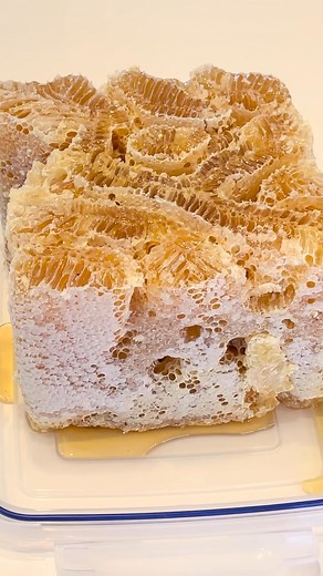 Most beautiful honeycomb from traditional Japanese beehive | Beehub Reely