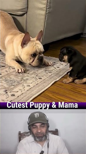 Funny Pets Videos Try Not To Laugh🤪🤣 EP 20 Cute Puppy Enjoys The Fun With Mama🐶 #dog #puppies #short