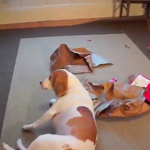 Dogs' Epic Shopping Cart Voyage 🐶🛒 | Maymo the Dog