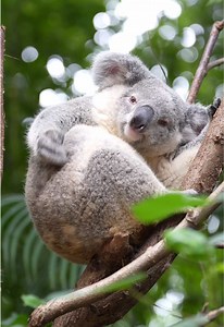 Koala Nunu fluffing cotton: adorable koala baby clip