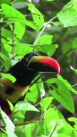 Tropical Treasures: The Colorful World of Toucans #shorts
