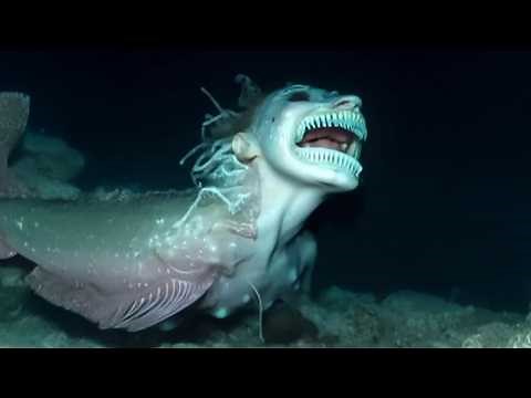 Top 10 Deep Sea Creatures That Might Be Ancient Gods