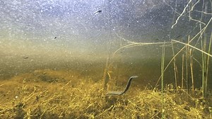 European Medicinal Leech Swimming Around Pond Stock Footage Video (100% Royalty-free) 3795900663 | Shutterstock