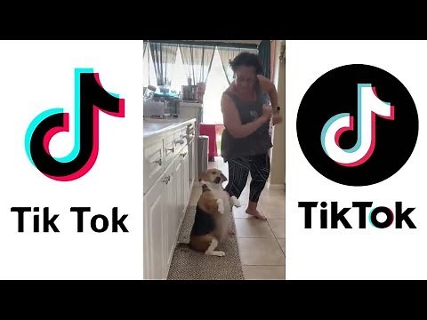 Dog Dancing to Reggaeton Goes Viral ~ Funniest Puppies on TIKTOK