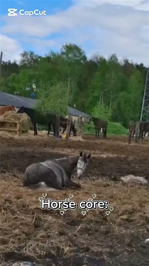 Horse core: #horse#horsecore#Horseriding#Pony#dc