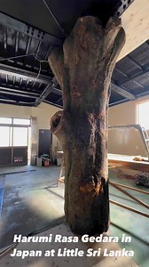 3.2K views · 569 reactions | ජපානයේ දීර්ඝ කාලීන වීසා ලබාදීමේ...