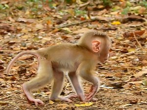 look so very pity baby Lucie is hurt her hand baby try walking by difficulty and hurt hand #Animallover | Mata Monkeys