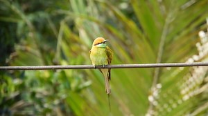 European Bee Eater, Birds