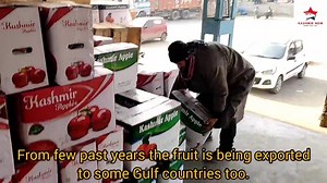 Apple the Kashmirs mainstay economy. It's history dates back to medeival era in the valley. | The Kashmir Now