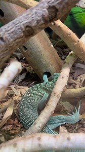Our emerald tree monitor is now on display in our Reptile House. In the wild these lizards have evolved longer fingers to retrieve invertebrates out of holes in logs and tree bark. You can see how determined he is to catch some grubs we put in some bamboo feeders. | Birmingham Wildlife Conservation Park