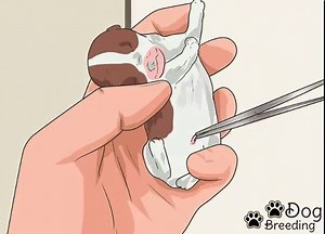 Bulldogs Giving Birth: Expert Care Tips! - The Bulldog Care Tips