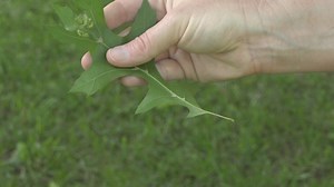 Oak mite season right around the corner