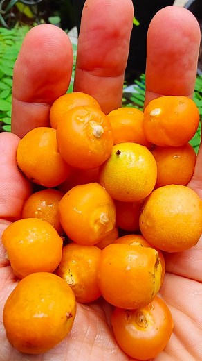 La Butia Capitata e' una palma che proviene dal sud-sud America Ugruguai Sud del Brasile, Argentina. Questo permette la colativazione anche in Italia, sopporta temperature di gran lunga sotto lo zero, questa Palma cresce vicino casa mia a Firenze. Il frutto della Butia capitata, nota anche come palma della gelatina , è una drupa molto buona. È di forma ovoidale, simile a una grossa ciliegia o a una piccola albicocca. La colorazione varia a seconda dello stato di maturazione, passando dal giallo 