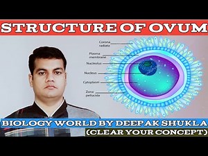 Structure of Ovum-Human Reproduction #structureofovum #ovum #neet