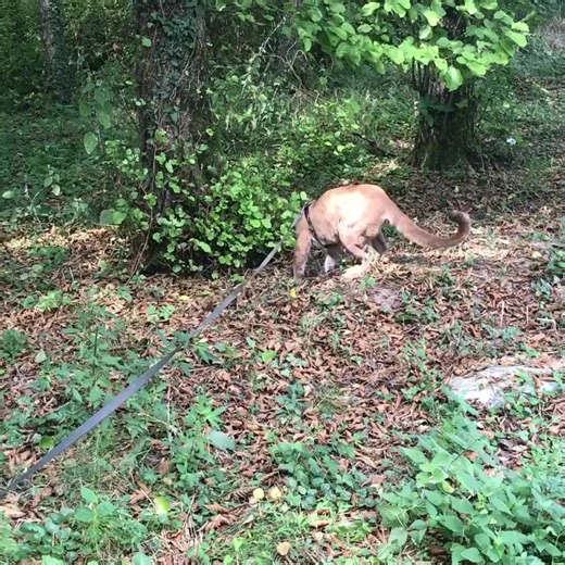 5.4K views · 318 reactions | This neat guy spent half an hour raking his pile | Messy Messy | Facebook