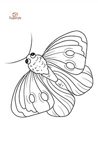 Coloriage de Pieris Butterfly ♥ À imprimer