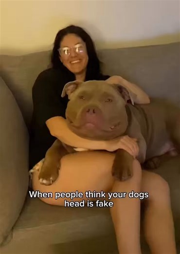 This is Lulu. An American bully who’s built like a tank but convinced his mama’s tiny lapdog, people think he’s head is fake and his a vicious bad dog. But he’s the opposite he flops and begs for belly rubs and loves people Follow him @ lulu_andtuktuk
