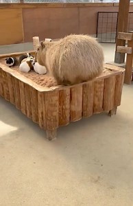 Capy vs Guinea Pigs 🥹🥹☺️☺️ #capybaralover #capybara Nguồn: hicapybara | Capybara Lover
