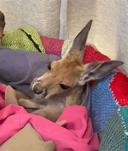 Grooming is hard and tiring work for a baby kangaroo 🥱😍🩷 | The Kangaroo Sanctuary Alice Springs