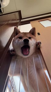 Hi boi 😂 | Shiba Inu Overload