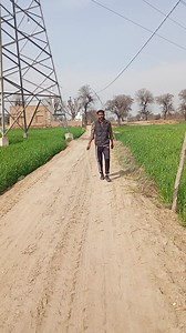 Starling hunting with airgun | Hunting in Pakistan