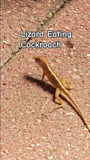 LIZARD EATING COCKROACH 🪳 😂🤣 #shorts