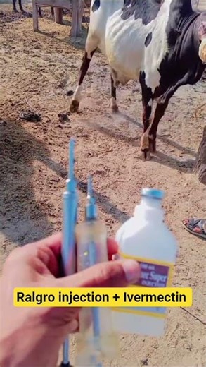 Ralgro injection 💉 + Ivermectin