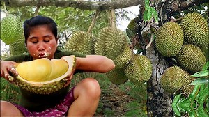 15K views · 51 reactions | the survival girl caught ripe durian in a tree | Hanhphuc1 | Facebook