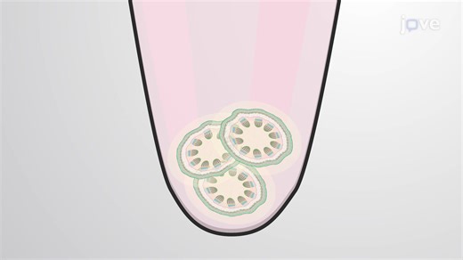Visualization of Cellulose in Plant Cell Walls | JoVE EoE