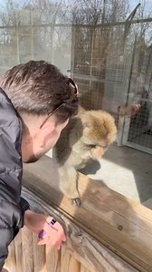 Funny Monkey Reaction To Magic Trick#monkey #monkeys #reaction #magic #magictrick #magictricks #magicmoment #funny #humor #fyp | LA Gaming