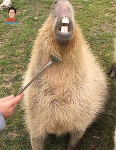 🫏🦄🐻🐱🐶 #socialmedia #insta #tiktok #marketing #youtube #memes #google #photography #Instagram #follow #whatsapp #twitter #like | Adriana FIT 28