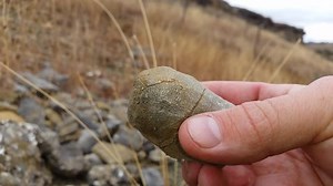 Paleontology Dig Fossicking Fossils Exposed Fossils Stock Footage Video (100% Royalty-free) 9751673 | Shutterstock